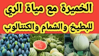 استخدام الخميرة علي نبات البطيخ والشمام والكنتالوب مع مياة الري بالتنقيط