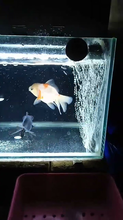 Set Aquarium 30x20x20 bacground black, led white, bikin warna ikan makin strong. #goldfish #ikankoki
