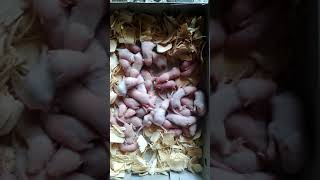 Download Lagu Bayi tikus putih MP3