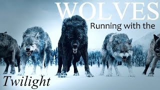 Twilight|| Running with the Wolves