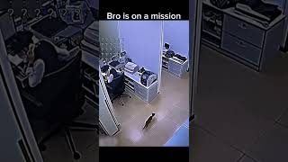 Bro is on a mission#shorts#funny#memes