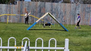 2022 Royal Melbourne Show  Dog Show  Agility & Jumping (Victoria, Australia)