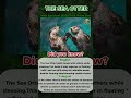 You Won’t Believe How Sea Otters Sleep!