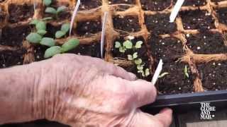 Gardening Basics: Tricks and tips for growing plants from seed