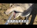 オオカミ犬を飼うには覚悟がいるのが分かる動画【ウルフドッグ】