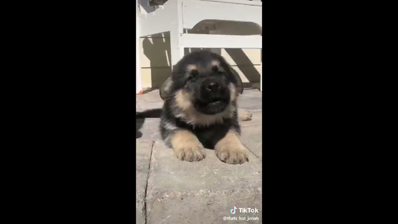 TikTok Dogs 1 German Shepherds YouTube