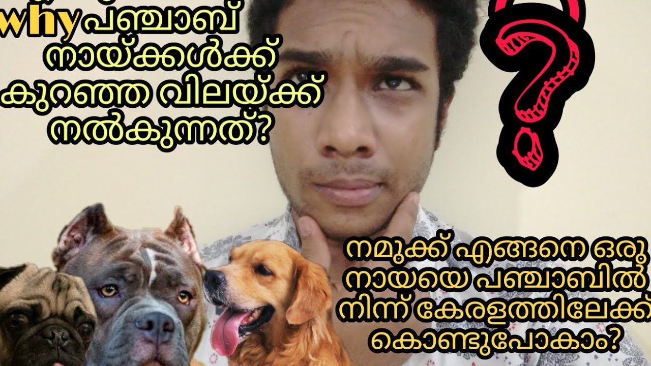 Why Punjab selling dogs in cheap price? Answering for all the questions