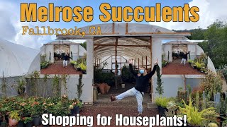 Shooping for Houseplants | Melrose Succulents - Fallbrook, CA
