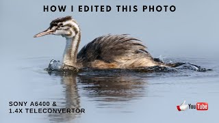 How To Edit Bird Photos using Lightroom And Photoshop. Start to Finish.