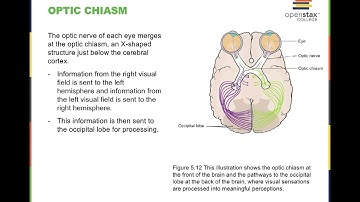 OpenStax Psychology Chapter 5: Sensation and Perception