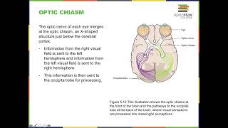 OpenStax Psychology Chapter 5: Sensation and Perception Wealth