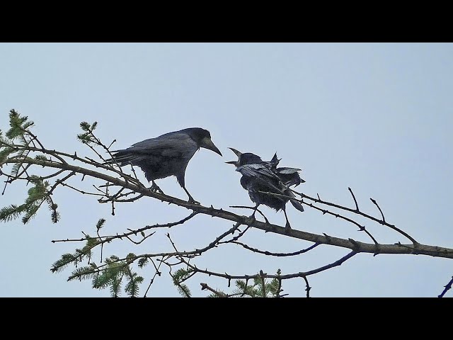 Country diary: revelling in the sight and sound of rooks, Birds
