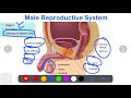 Complete Male Reproductive System Hindi | Male Reproductive System Structure Function Location Hindi