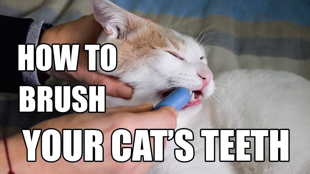 Should cat. Cat brushing Teeth. Кошка браш. Smart Cat with Teeth. How you: Brush your Teeth.