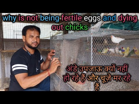 वीडियो: मेरे ऑस्ट्रेलियाई अंडे क्यों नहीं दे रहे हैं?