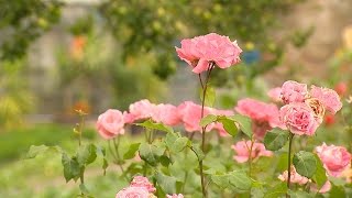 Klostergarten St. Stephan In Augsburg