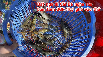 Bất ngờ đi ngang Cái Bè Tiền Giang nghe rao bán Tôm 20k/nửa ký, ghé vào xem thử ?