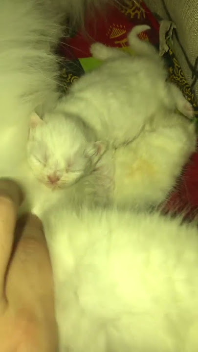 cute kitten sleeping with motherπ₯°ππ₯° #cat #cute #kitten #θ΅€γ‘γγ #cutecat #nwebornkitten #kitty