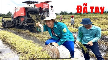 Bắt cá chuột theo máy cắt lúa mới cắt mấy mẫu mà cá ăn cả tuần không hết