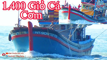 🔴 Cận Cảnh Ghe Pha Súc Cà Ná || Khánh Hoà Trúng  Khoảng 1.400 Giỏ Cá Cơm