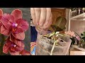 ОРХИДЕИ ПЛОДИМ и РАЗМНОЖАЕМ легко // полив МАМЫ и стимуляция орхидеи детки