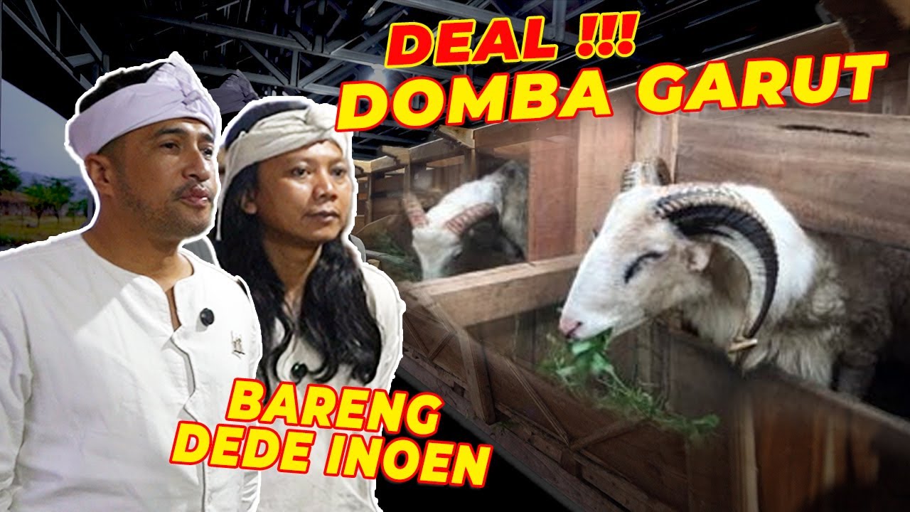 MANTAPNYOOO !! BAWA DOMBA GARUT DARI GARUT SAMBIL KONVOI PERSIB JUARA !!