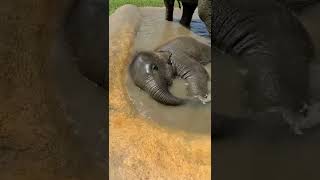 Слоненок купается / Baby elephant bathes /#shorts#babyelephant#elephant