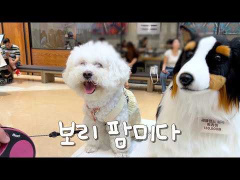 보리 팝니다