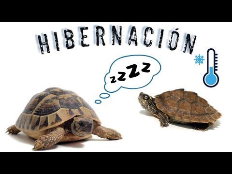 Vídeo: Com Preparar La Seva Tortuga Per Hibernar