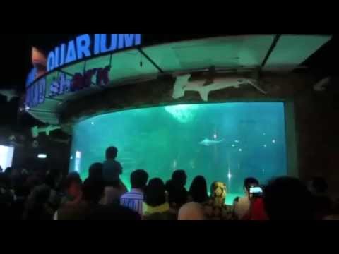 500 Koleksi Gambar Ikan Hiu Martil Gratis Terbaik