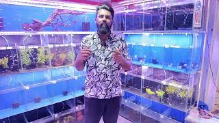 New Fish Stock Unboxing At Fins And Feathers Aquaria | 11/05/2024