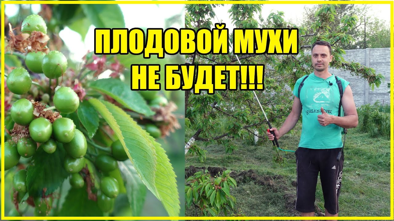 СПАСАЕМ ЧЕРЕШНЮ ОТ ПЛОДОВОЙ МУХИ БЕЗ ХИМИИ / ОБРАБОТКА САДА ОТ ...