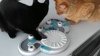 cat Puzzle feeder