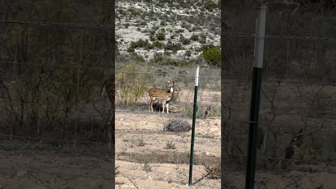 Low fence Axis just chilling. 