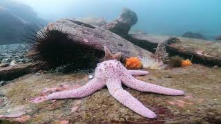 2024 Mar Freediving between Georgeson and Mayne Islands