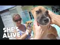 POPPY SURVIVED PARVOVIRUS! Siargao Pet Doctor Saved Her Life