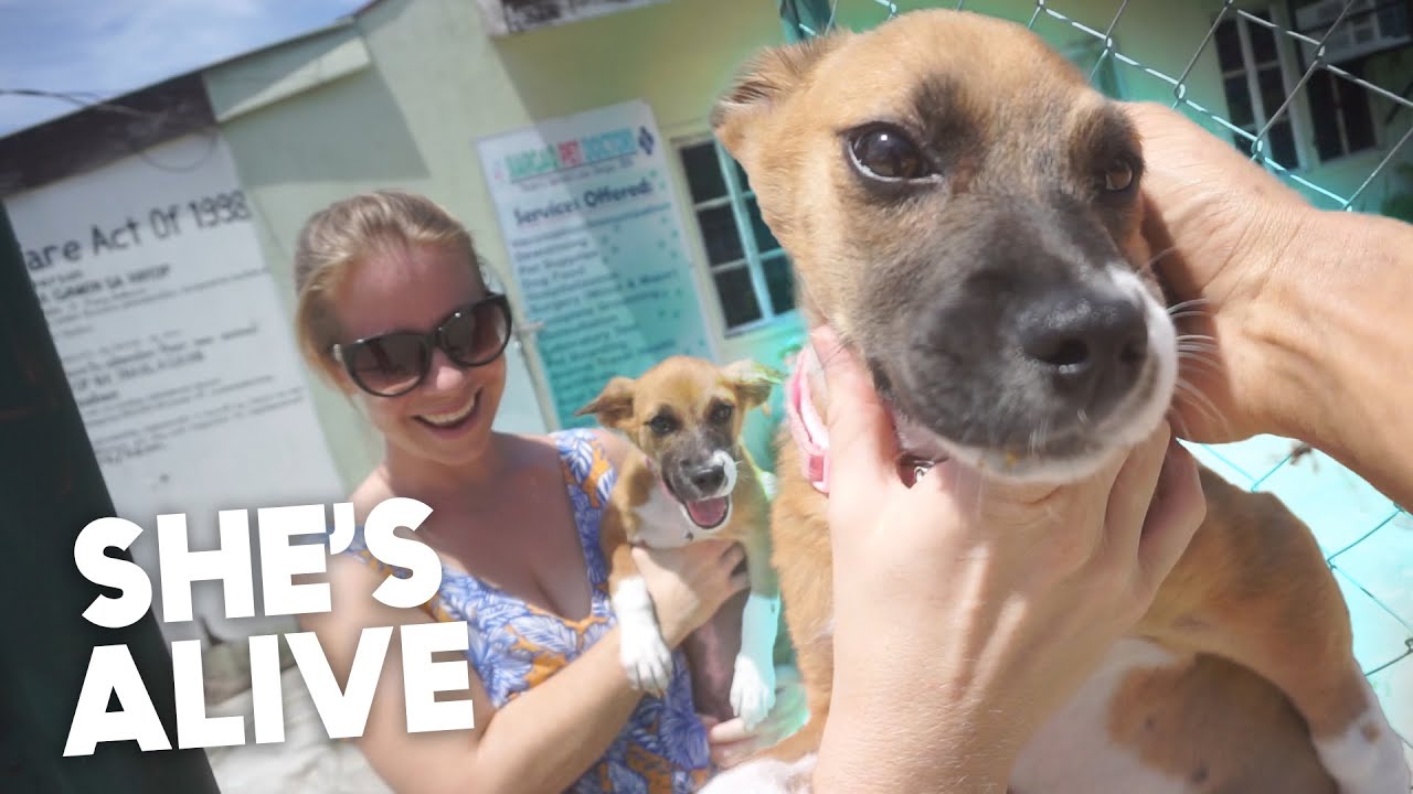 POPPY SURVIVED PARVOVIRUS  Siargao Pet Doctor Saved Her Life