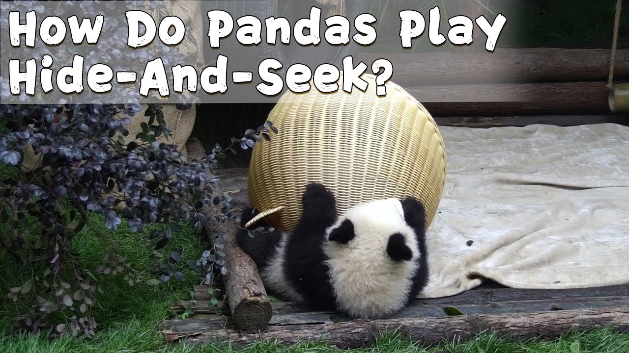 How Do Pandas Play HideAndSeek? iPanda YouTube