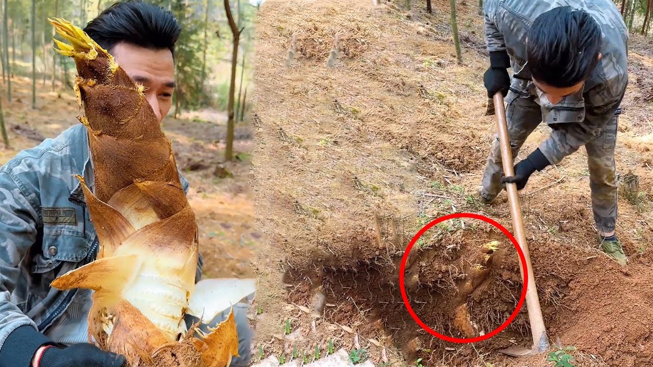 阿峰发现巨大笋，费了九牛二虎之力才挖下去，几十斤和老母鸡炖着喝鲜极了！【乡村阿峰】