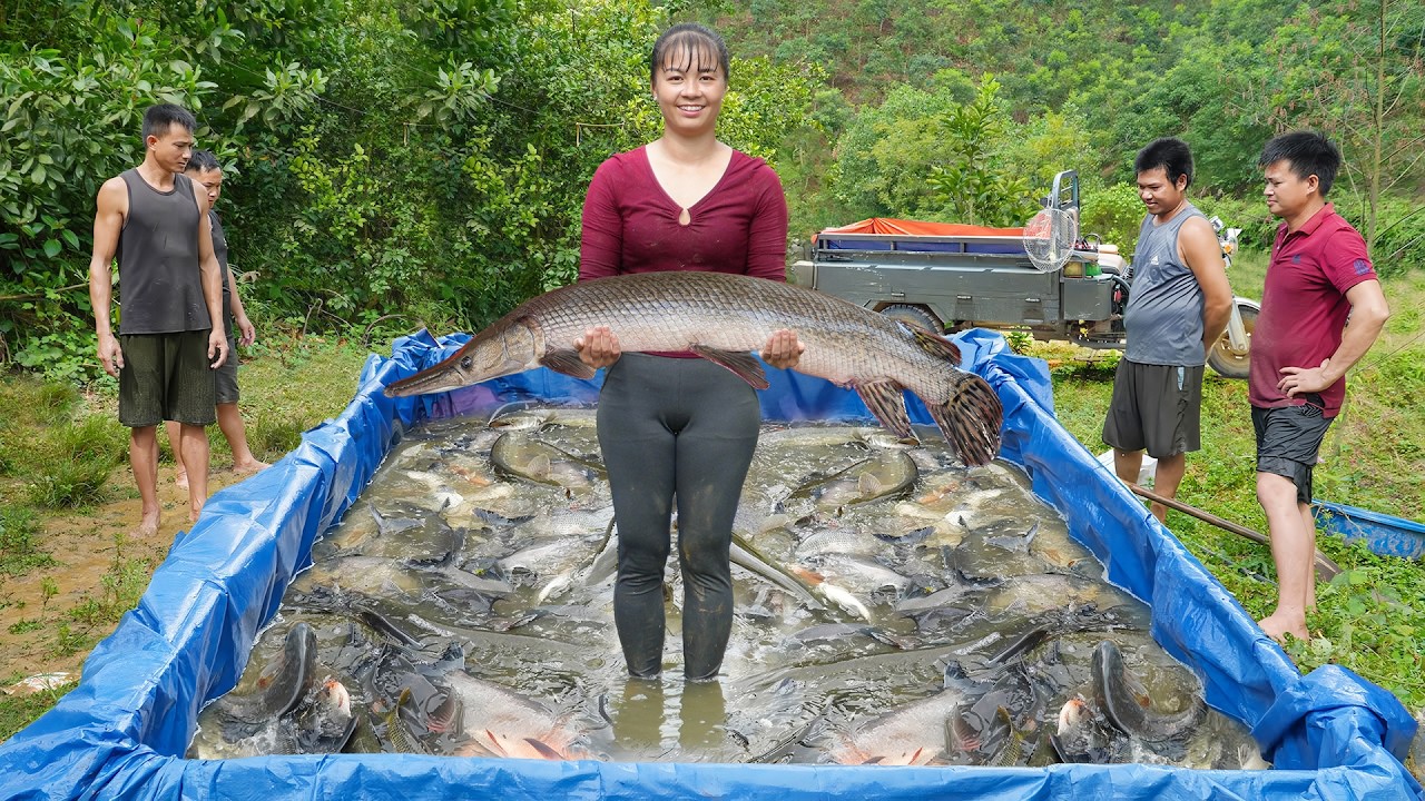 Use 3-Wheeled Truck Harvesting Big Alligator Gar Goes To Market Sell - Farm Life