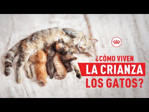 ¿Cómo viven la maternidad los gatos? | Royal Canin México
