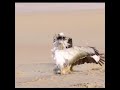 Saker Falcon Vs Houbara