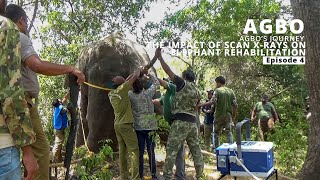 Agbo’s Journey: The Impact of Scan X-rays on Elephant Rehabilitation | Episode 04