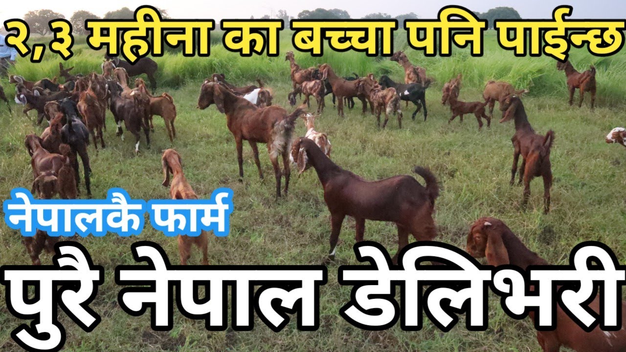 यसरी पलिदैछ नेपालमै सिरोहि बाख्रा फोनकै भरमा अल्ल नेपाल डेलिभरी|| @ALvlogs11