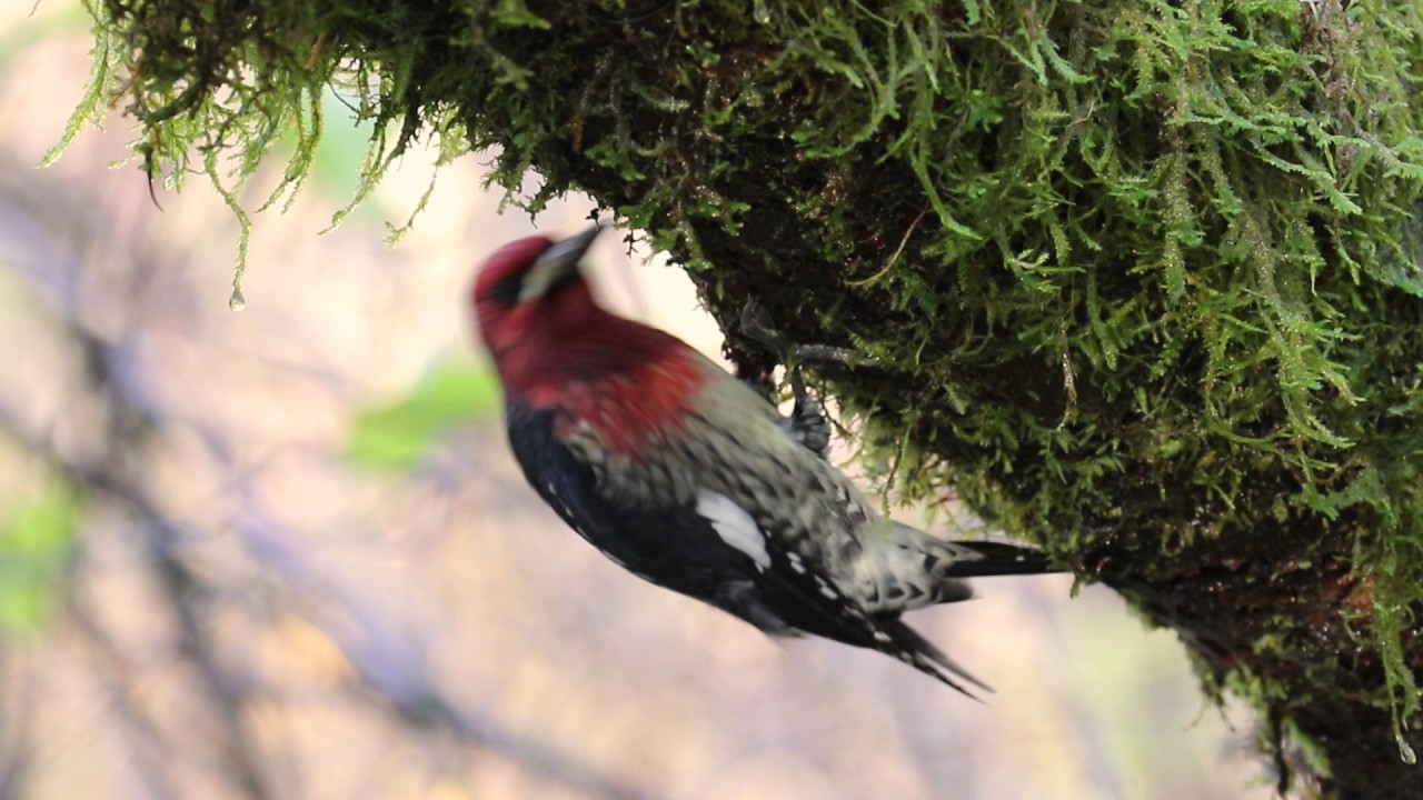 Red-breasted Sapsucker (Sphyrapicus ruber) 