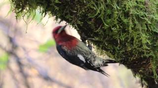 Red-breasted Sapsucker</a>