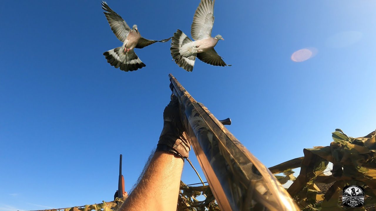 🏹 Preapertura in Emilia 2025/26 #passion #hunter #hunting #hunterxhunter #gopro #wildlife #pigeon 