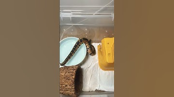 نکته یه مهم 🐍🔥‌ #ballpython #مار #reptile #ballpython #animal #python #پایتون #pet #حیوان_خانگی