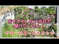 【ガーデニング】【おすすめのお花】おすすめしたいお花が盛りだくさん！可愛い初夏〜のお花🌸ローズガーデン・カネコさんでオシャレなお花購入／アジサイの開花