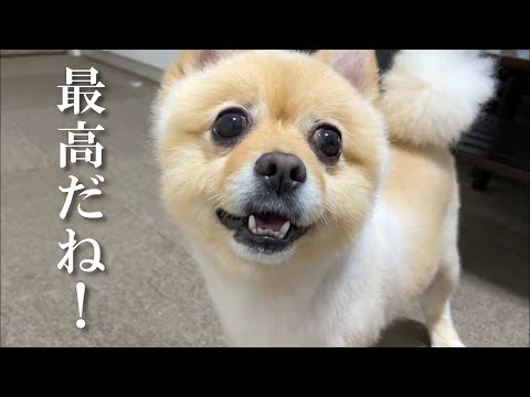 【朗報】愛犬がこんなに笑顔になりました！